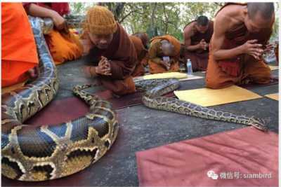 在泰国这个佛国，万物皆有灵！大蟒蛇赶来和众僧侣共同听经