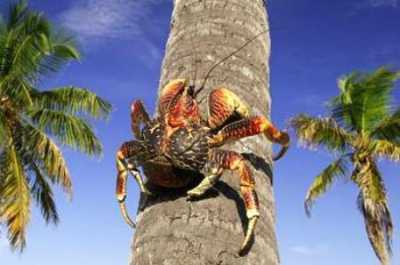国外沙滩上爬着很多巨型大螃蟹，中国游客直呼求引进